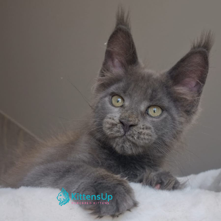 Maine Coon