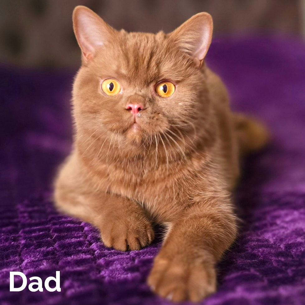Thumbnail: Scottish Fold