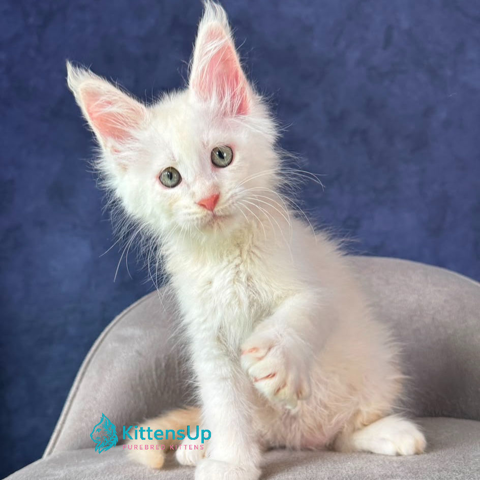 Maine Coon