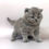 Thumbnail: 378 Garold (U) British shorthair male kitten