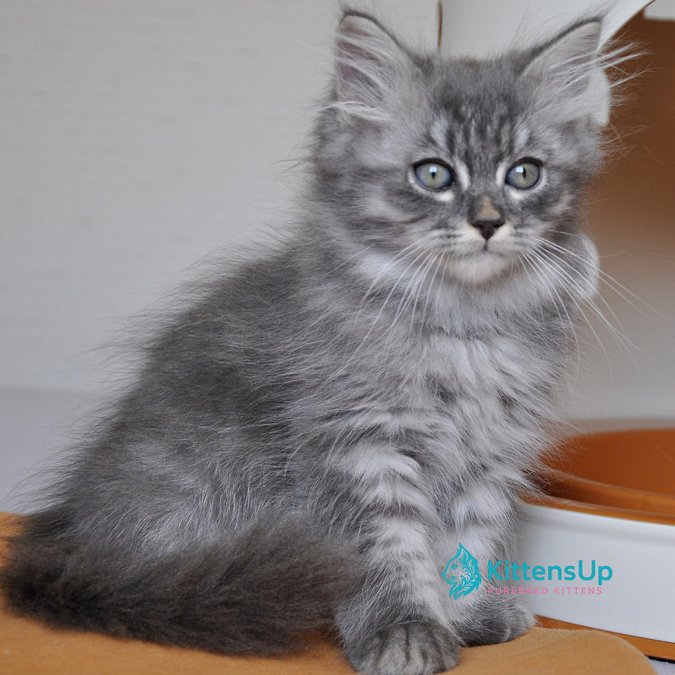 Thumbnail: 405 Kerry (U) Siberian male kitten