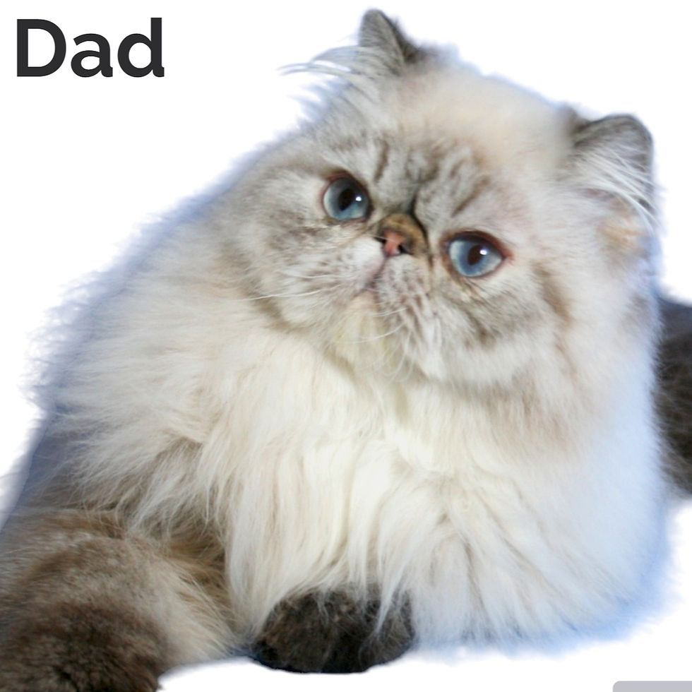 Thumbnail: 295 Mark (U) Persian longhair male kitten