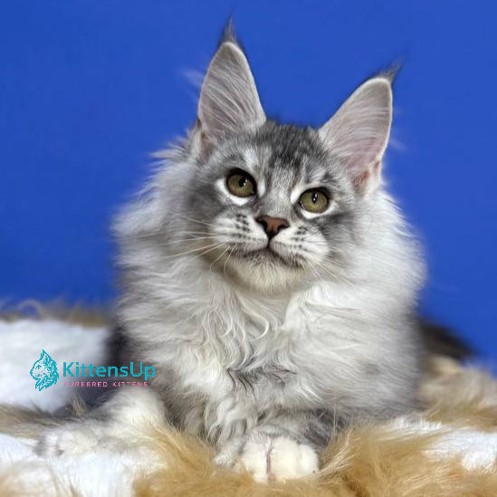 Maine Coon