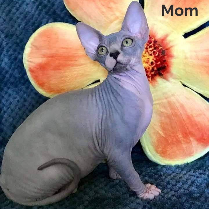 Thumbnail: 311 Jingo (U) Sphynx male kitten