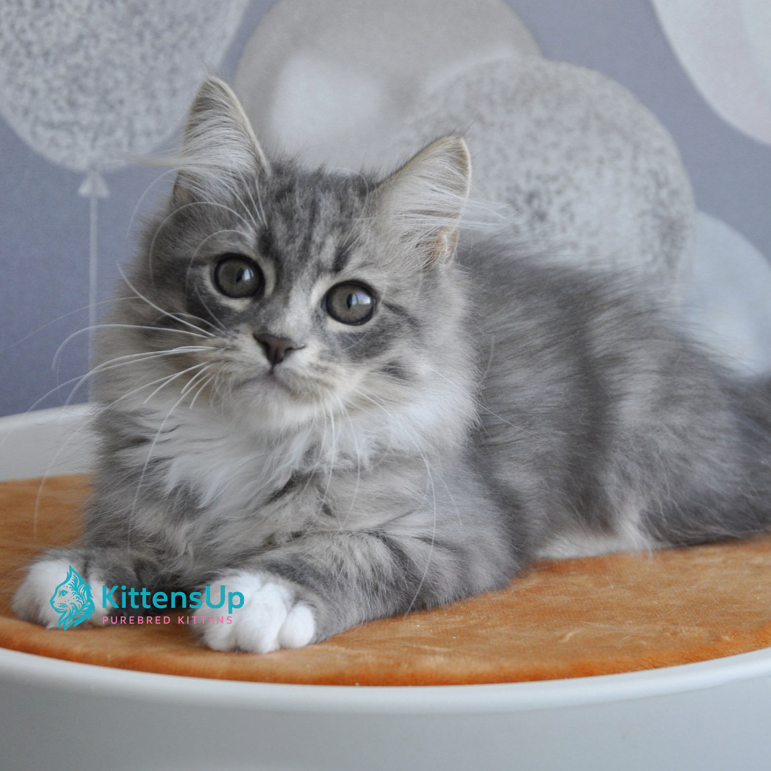 419 Gerda (U) Siberian female kitten