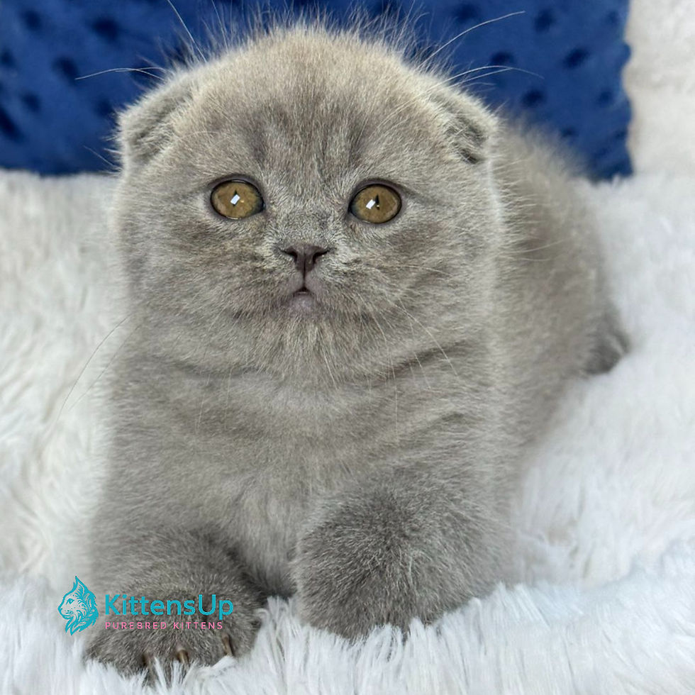 Scottish Fold