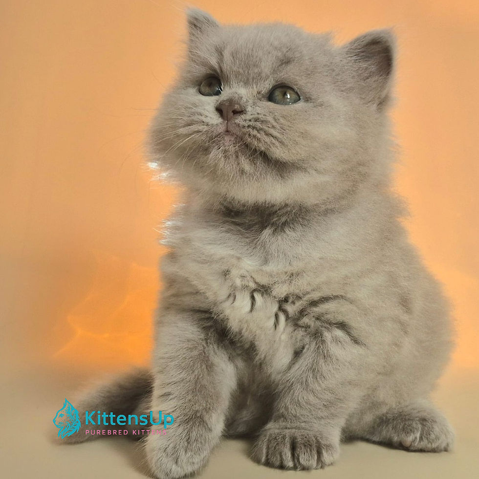 Thumbnail: 505 Marzipan (BL) British shorthair male kitten