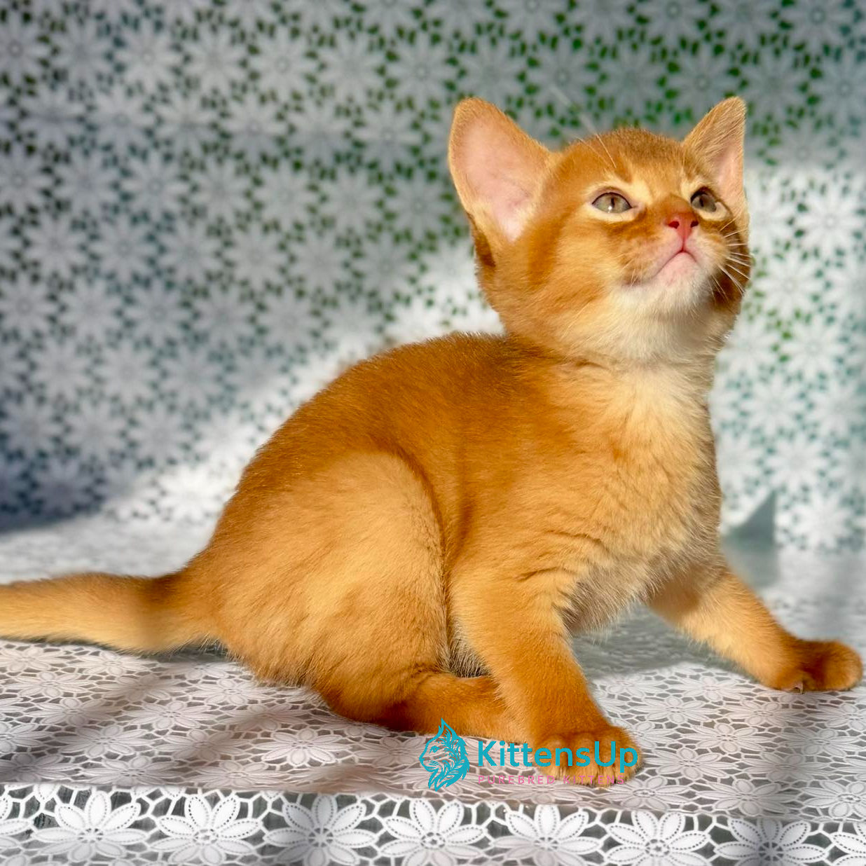 Abyssinian