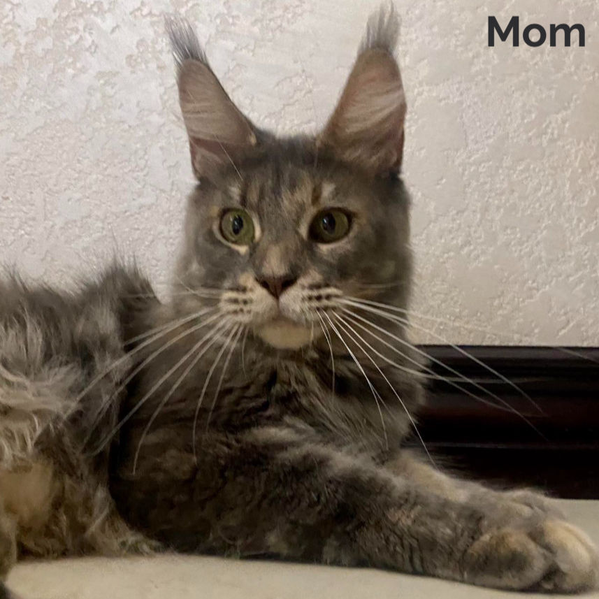 Thumbnail: Maine Coon