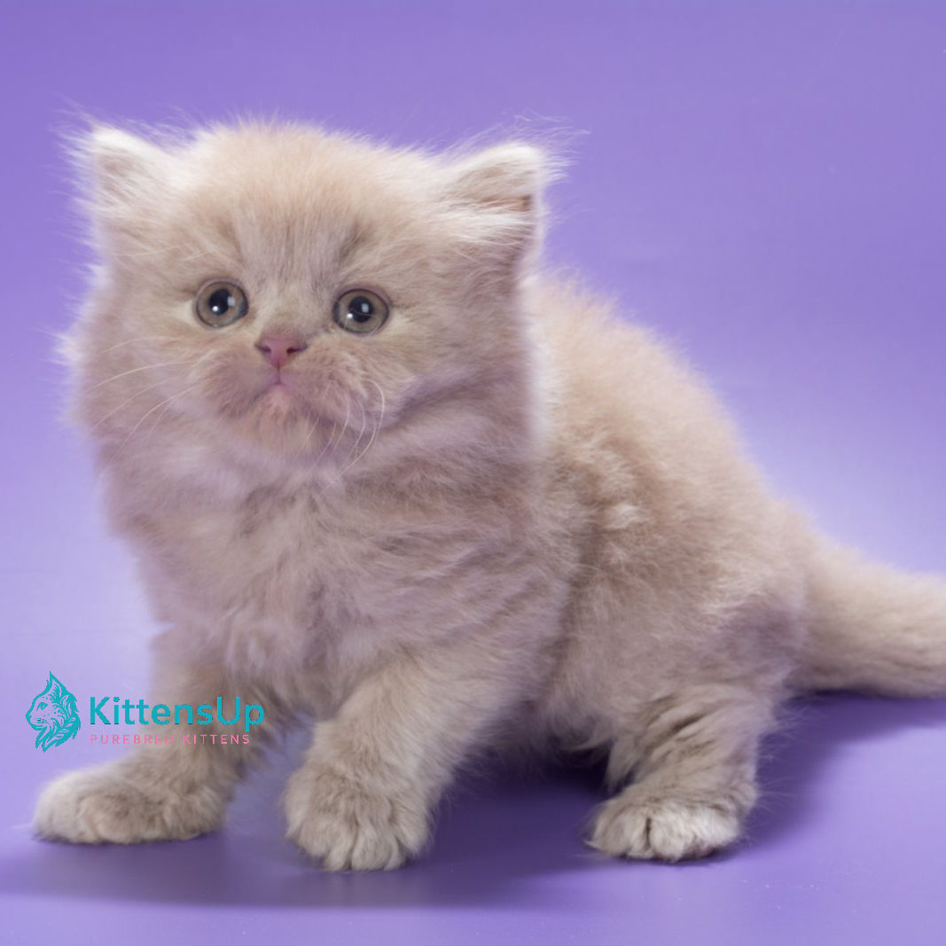 315 Alisa (BL) British longhair female kitten