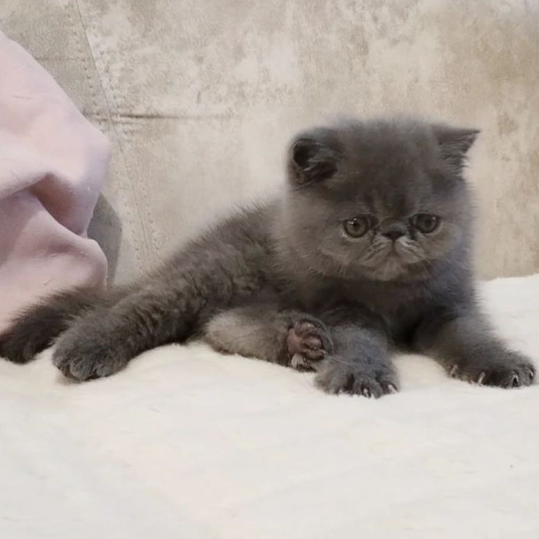 Thumbnail: Exotic shorthair