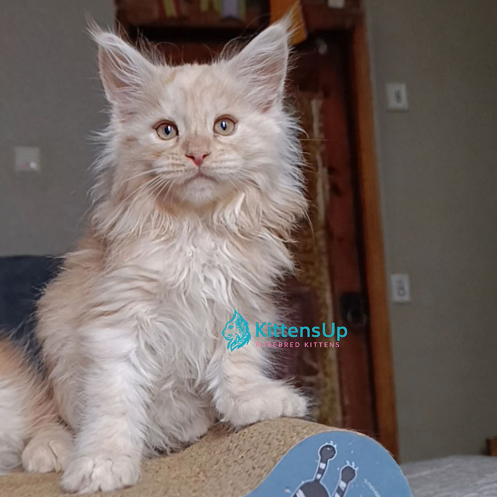 Maine Coon