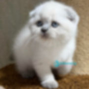 328 Adel (U) Scottish Fold shorthair female kitten