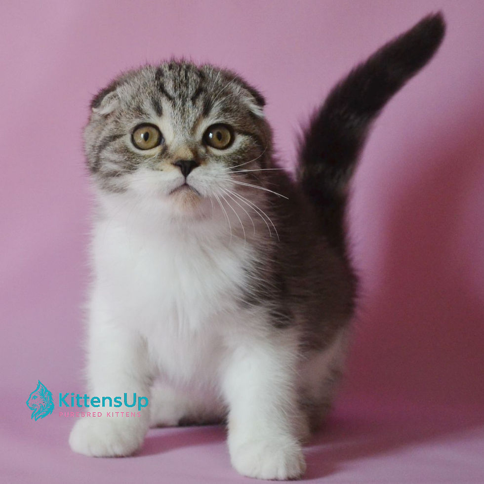Scottish Fold