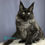 Thumbnail: Maine Coon