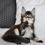 Thumbnail: 626 Ulan (U) Maine Coon male kitten