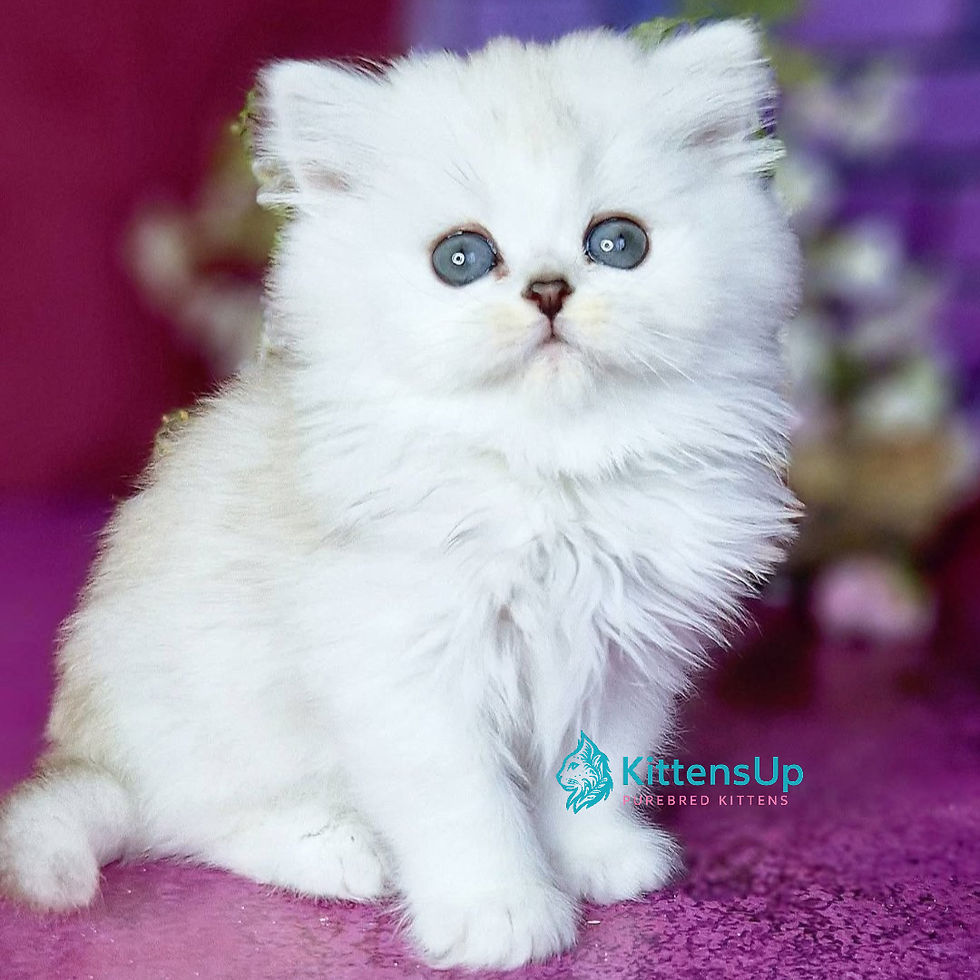 British longhair
