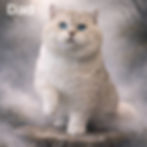 Thumbnail: 199 Ziva (U) Munchkin shorthair female kitten