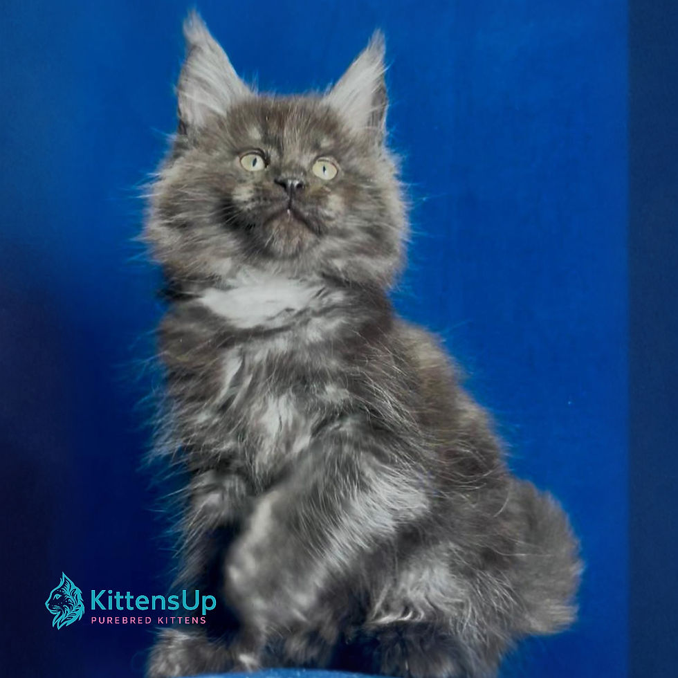 Maine Coon