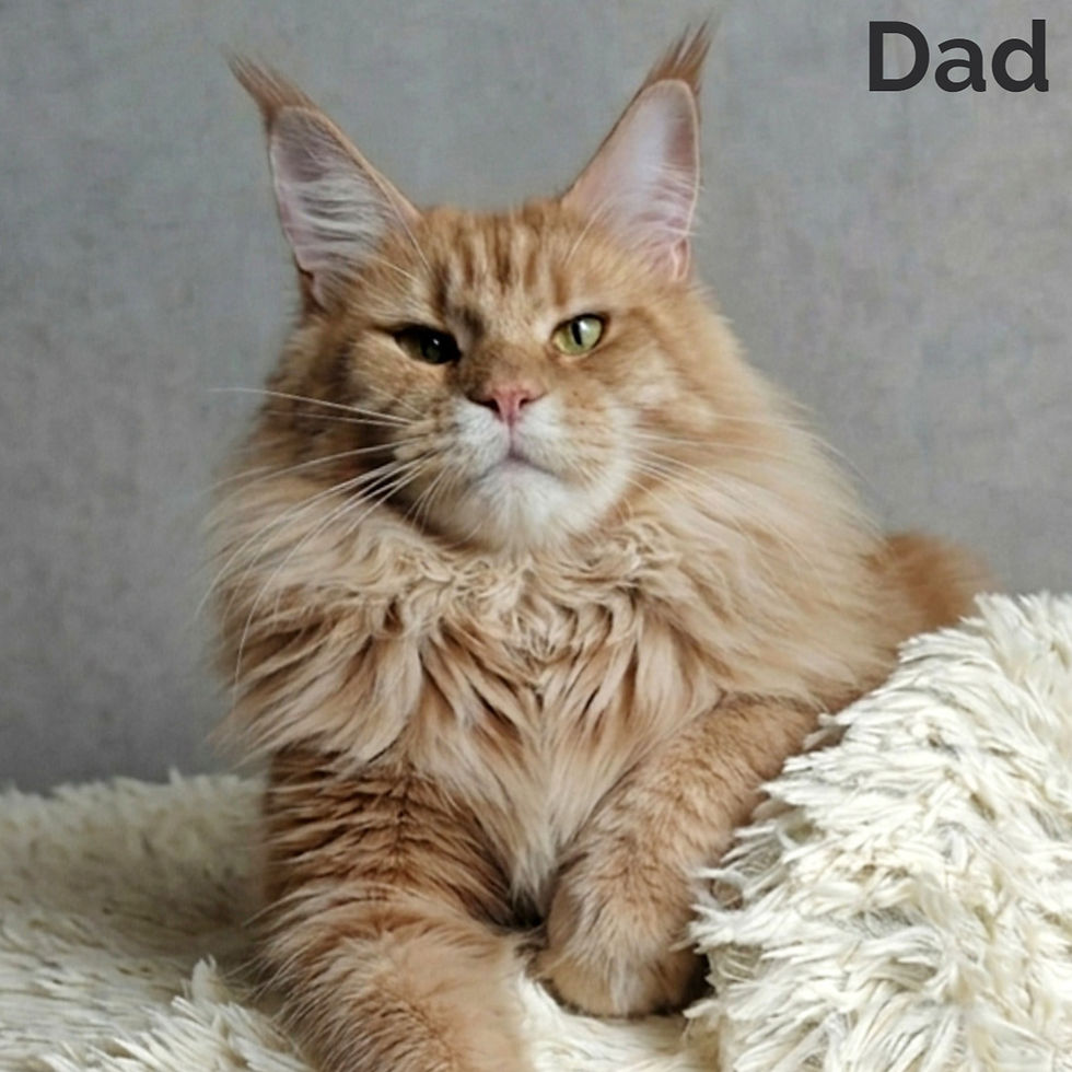 Thumbnail: Maine Coon