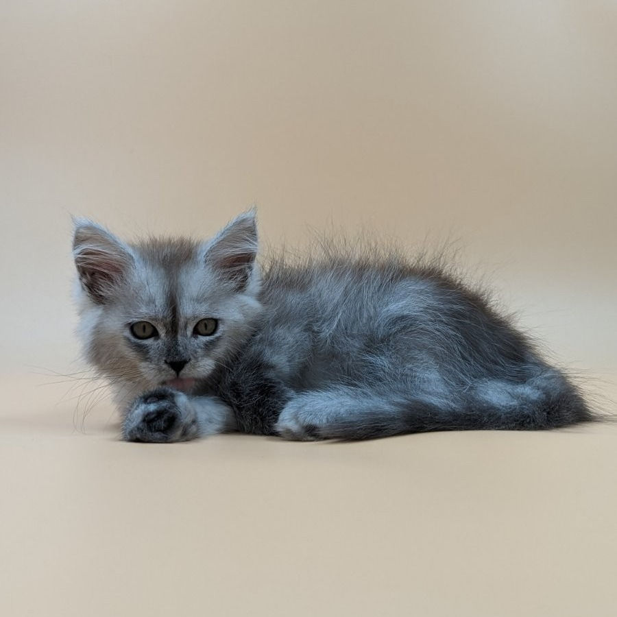 Thumbnail: 004 Rony (U) Maine Coon Male kitten