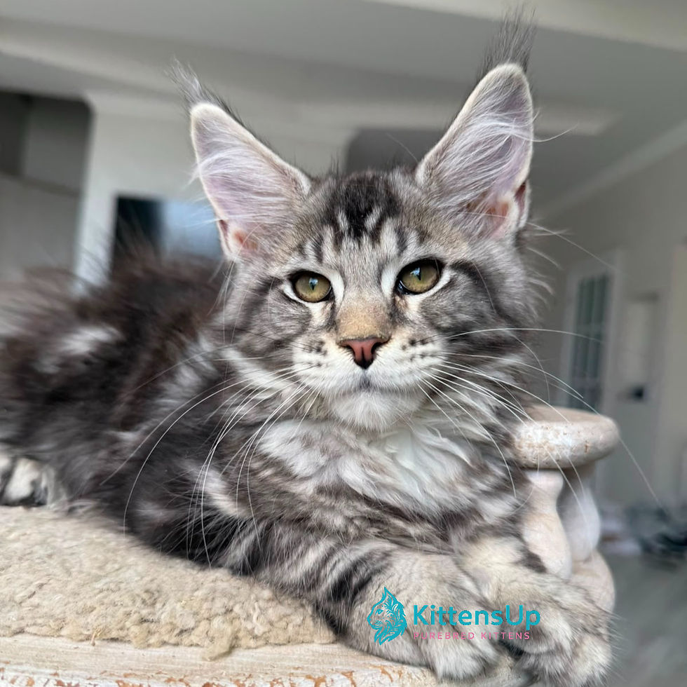 Maine Coon