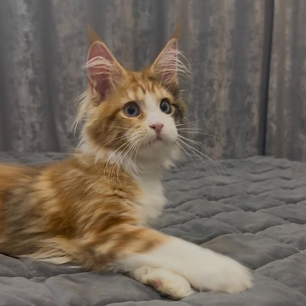 Thumbnail: 242 Monika (R) Maine Coon female kitten