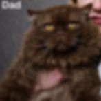 Thumbnail: British shorthair