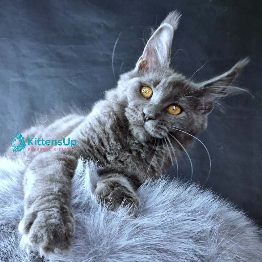 Maine Coon