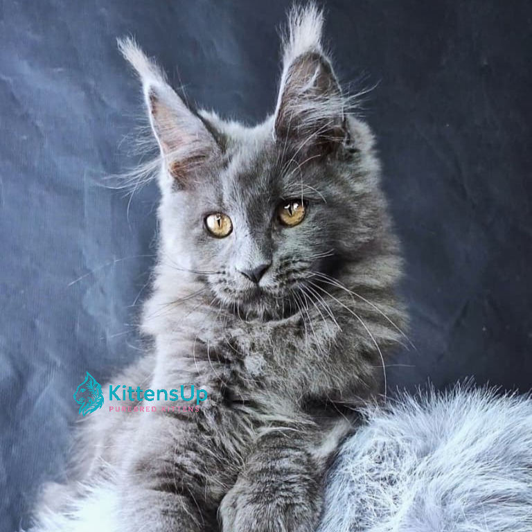 Thumbnail: Maine Coon