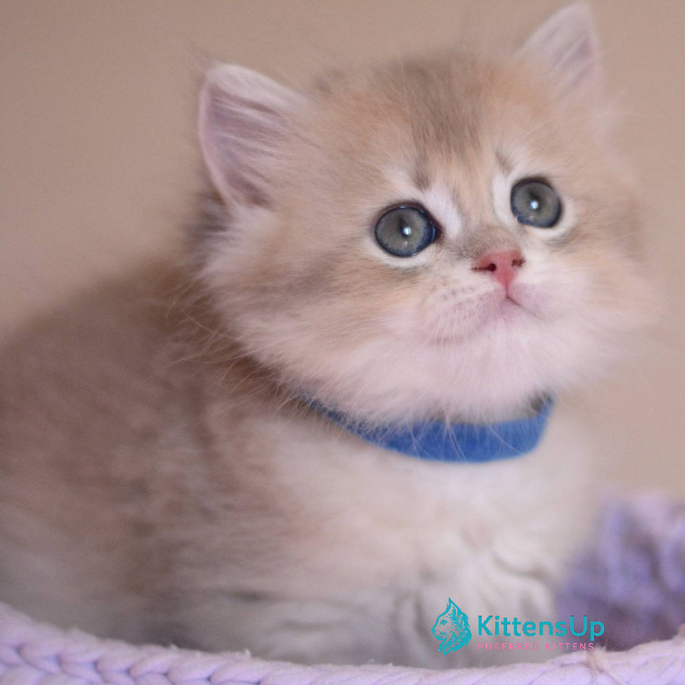 Thumbnail: British longhair