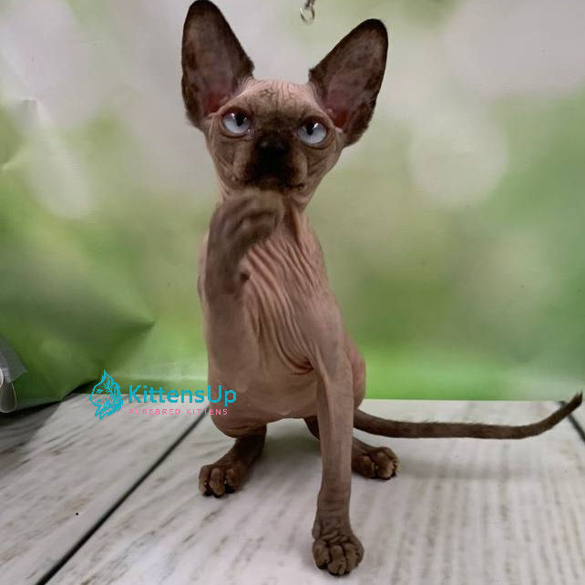 Thumbnail: 562 Masha (R) Sphynx female kitten