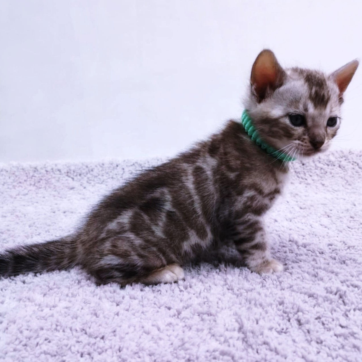 170 Velvet (U) purebred Bengal male kitten