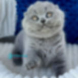 Scottish fold