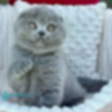 Scottish fold