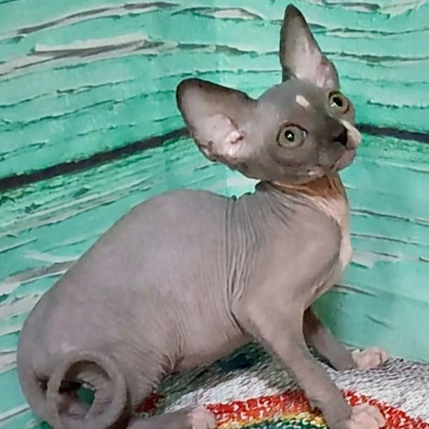 Thumbnail: 311 Jingo (U) Sphynx male kitten