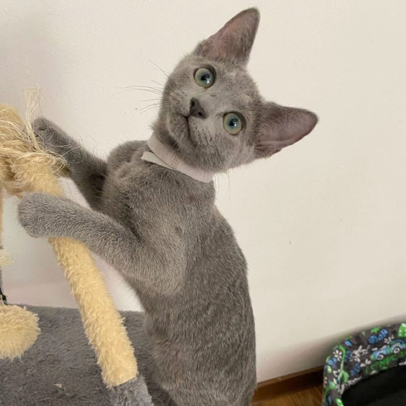 Thumbnail: 251 Bibi (PL) purebred Russian blue female kitten