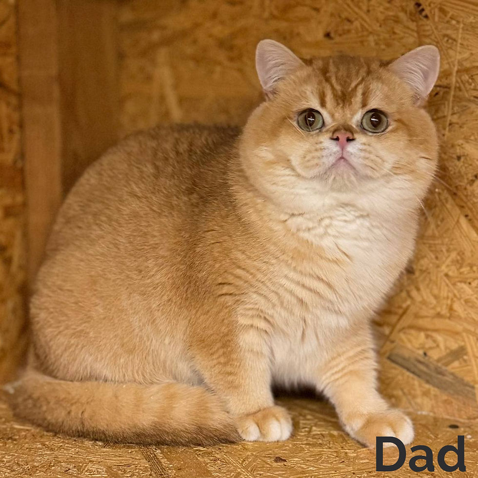 Thumbnail: British shorthair