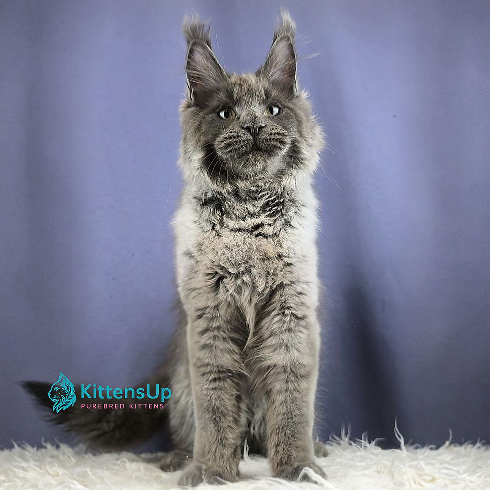 Thumbnail: 612 Citron (R) Maine Coon male kitten