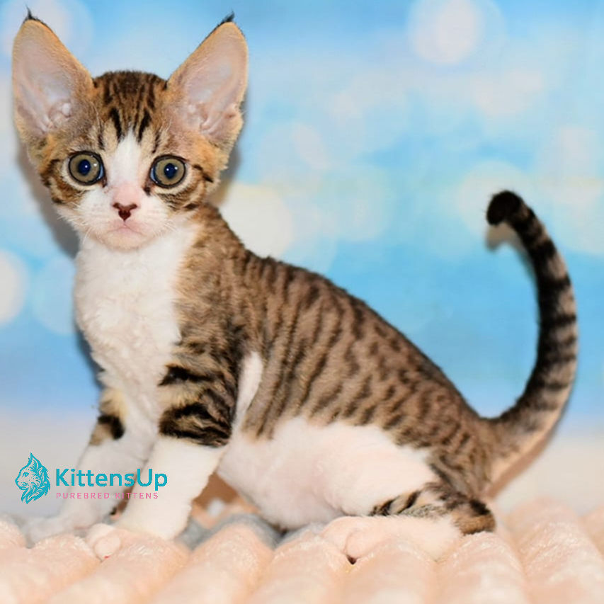Thumbnail: 276 Yasha (R) Devon Rex male kitten
