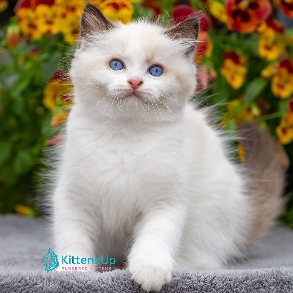 Ragdoll