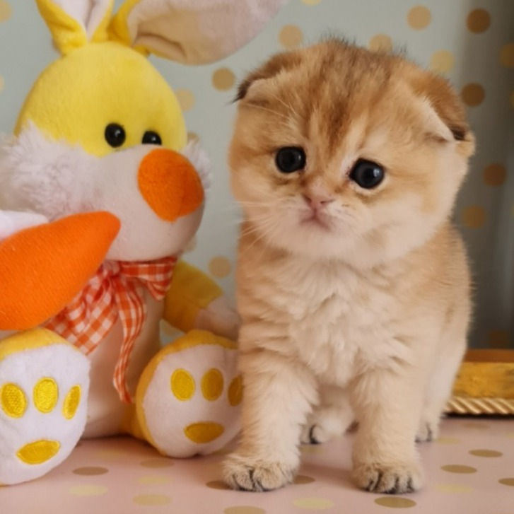 Thumbnail: 216 Funtik (U) Scottish Fold shorthair male kitten