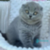 Scottish Fold