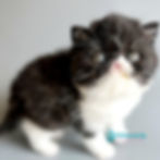 Exotic shorthair