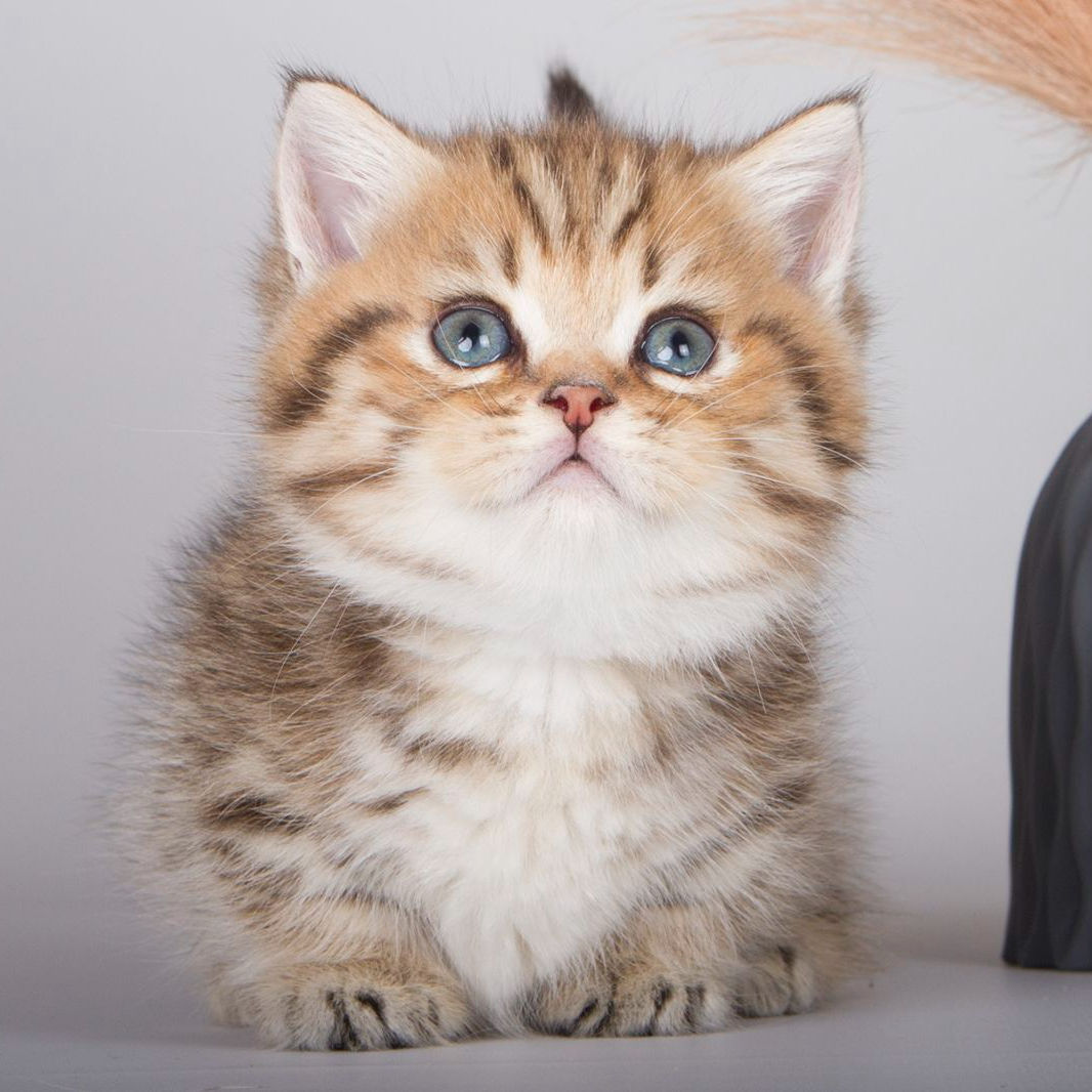 314 Nusal (U) Munchkin shorthair male kitten