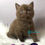 Thumbnail: 024 Wegas (U) British shorthair male kitten
