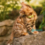Bengal