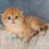 Thumbnail: Scottish fold