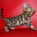 Bengal