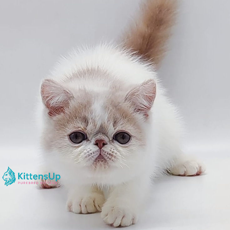 Exotic shorthair